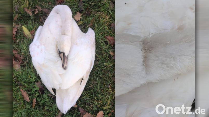 Tierschützer fanden einen toten Schwan bei Burglengenfeld. Dieser hatte eine Angelschnur um den Hals. Bild: Eberhardt/Tierschutzverein Städtedreieck