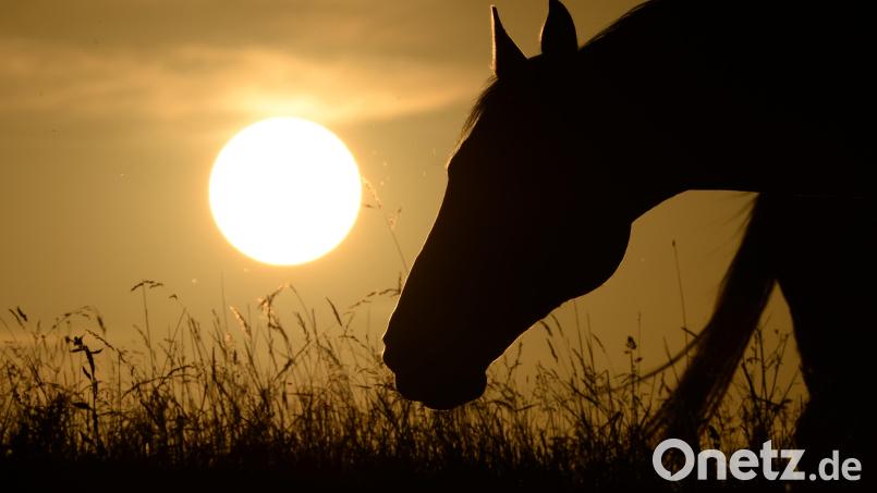 In Gärtenroth, Landkreis Lichtenfels, wurde zwischen Samstagabend und Sonntagmorgen ein Pferd auf einer Koppel verletzt. Symbolbild: Felix Kästle/dpa