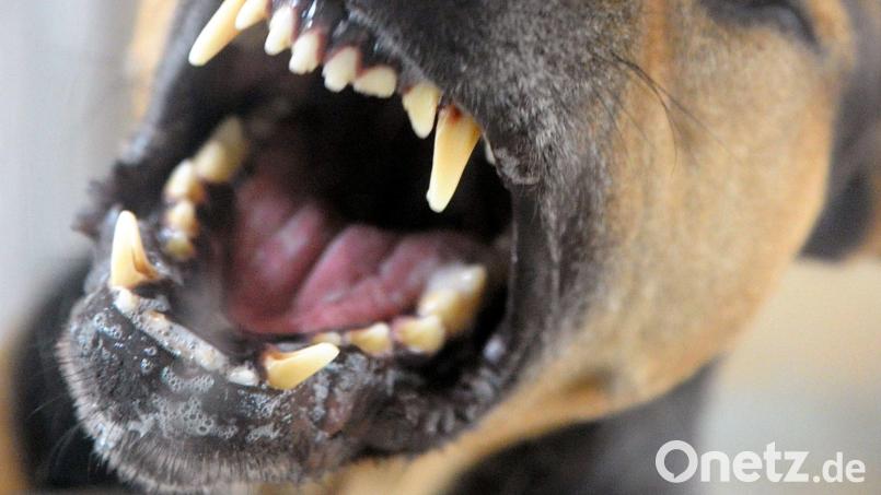 Ein Hund hat einen Mann in Hirschbach ins Bein gebissen. Symbolbild: Soeren Stache/dpa