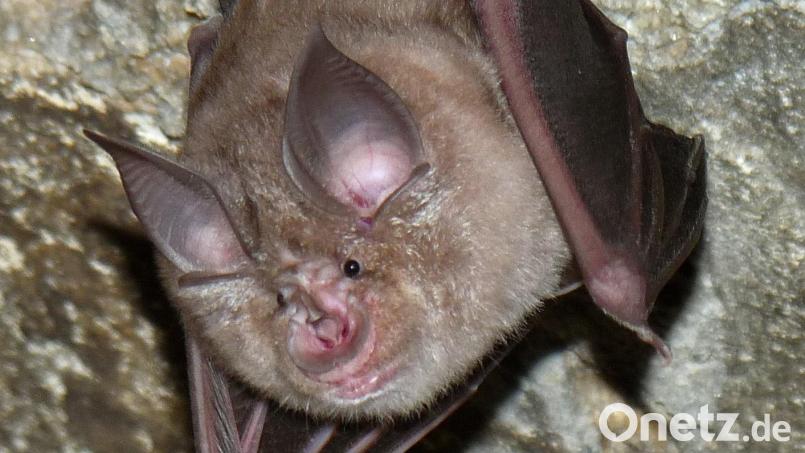 Die Große Hufeisennase ist die seltenste Fledermausart Deutschlands. Bild: Rudolf Leitl