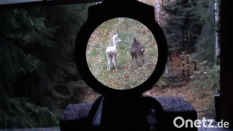 Eine seltene Aufnahme: Die weiße Geiß mit ihrem besser getarnten Kitz im Oktober 2025. Die Tiere leben zwischen Waidhaus und Schönsee. Der genaue Ort bleibt geheim. Bild: Bay. Jagdverband / Florian Forster