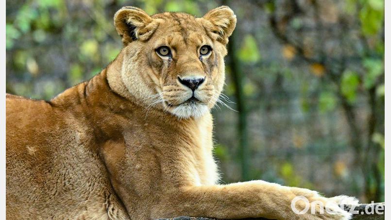 Gibt es für die fünf verbleibenden Löwen noch Hoffnung? (Archivbild) Bild: Patrick Pleul/dpa