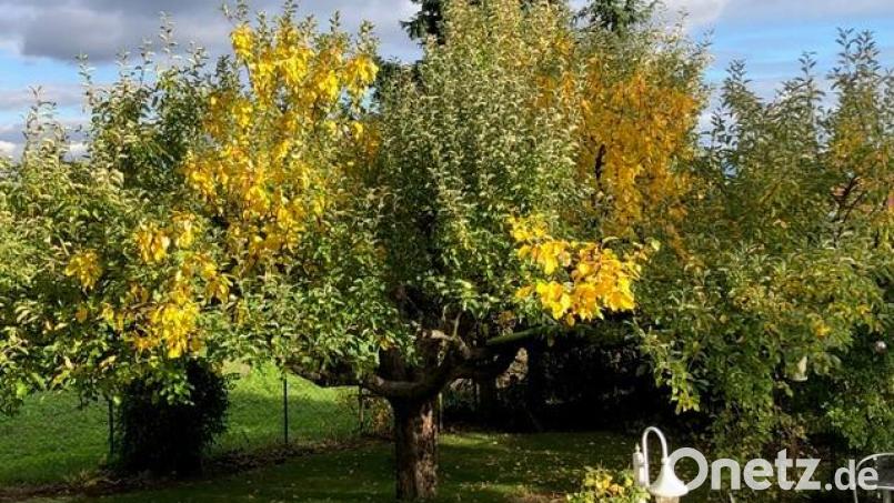 Die herbstliche Farbenpracht an einem einzigen Baum: An Josef Strobls Apfelbaum wachsen acht verschiedene Sorten von Äpfeln, die zu unterschiedlichen Zeiten reif werden. Deshalb färben sich auch, wie auf diesem Foto von Mitte Oktober deutlich zu sehen ist, die Blätter unterschiedlich. Bild: Josef Strobl