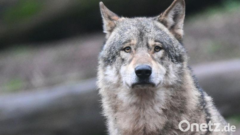 Bei einem in der Oberpfalz gefundenen Tierkadaver handelt es sich um einen toten Wolf. (Symboldbild) Bild: Bernd Weißbrod/dpa