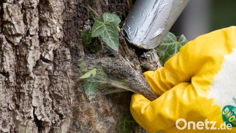 Die Gespinste des Eichenprozessionsspinners dürfen nur mit Schutzkleidung vom Stamm einer Eiche abgesaugt werden. Auch Mitarbeiter am Bauhof Oberviechtach haben einen entsprechenden Kurs absolviert. Symbolbild: Friso Gentsch/dpa