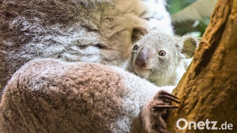 Ein kleines Koala-Jungtier wächst im Zoo Leipzig heran. Bild: Jennifer Brückner/dpa