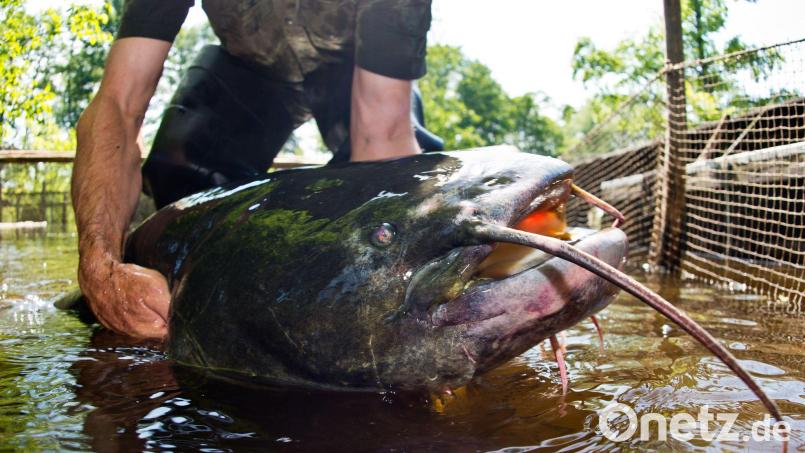 Die Ermittlungen wegen eines möglichen Verstoßes gegen das Tierschutzgesetz wurden eingestellt. Bild: Patrick Pleul/dpa-Zentralbild/dpa