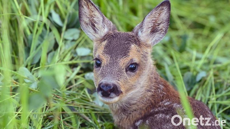 Der Jagdpächter kümmerte sich um das tote Tier. (Symbolbild) Bild: Patrick Pleul/dpa/dpa-tmn