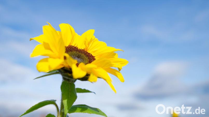 Besonders der Süden profitiert von der Wetterlage. Bild: Uwe Anspach/dpa