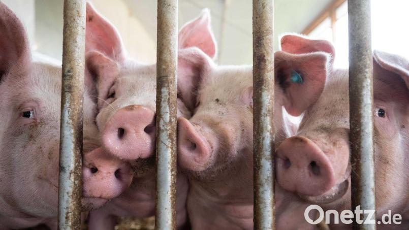 Schweine am Gitter eines Schweinestalls. Bild: Marijan Murat/dpa