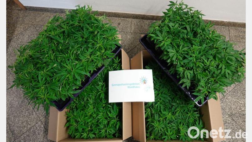 Die sichergestellte Cannabispflanzen. Bild: Polizei Oberpfalz