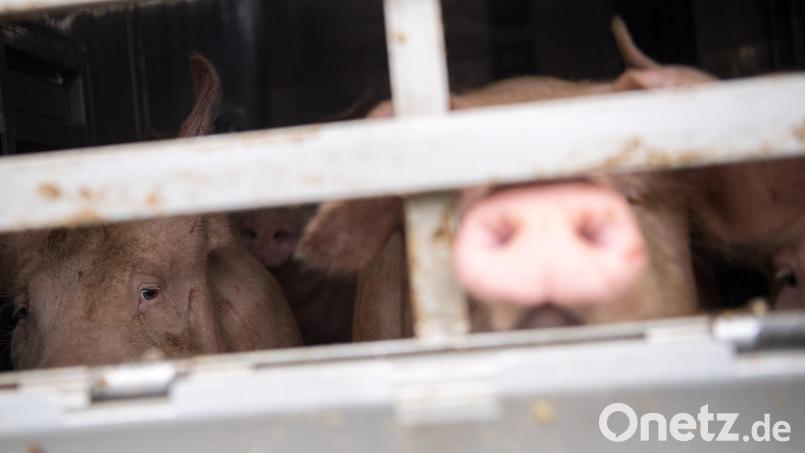 Schweine schauen aus einem Tiertransporter (Symbolbild). Ein 37-Jähriger musste sich vor Gericht verantworten, weil er bei einer solchen Fahrt die Regeln nicht eingehalten haben soll. Symbolbild: Sebastian Gollnow/dpa