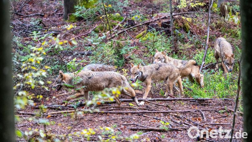 Ungeachtet der seit Jahren emotional geführten Debatte über Abschüsse von Wölfen in Bayern zeigt die Statistik, dass es im Freistaat nach wie vor nur wenige Rudel gibt. (Illustration) Bild: Armin Weigel/dpa