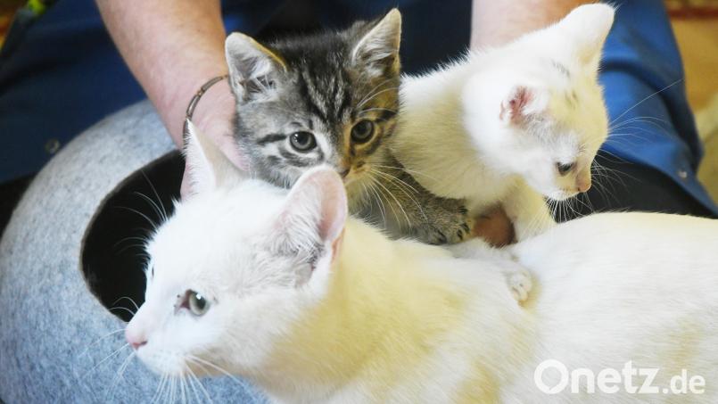 Neue Katzen kann das Tierheim in Schwandorf im Moment nur im Notfall aufnehmen. Symbolbild: Gabi Schönberger