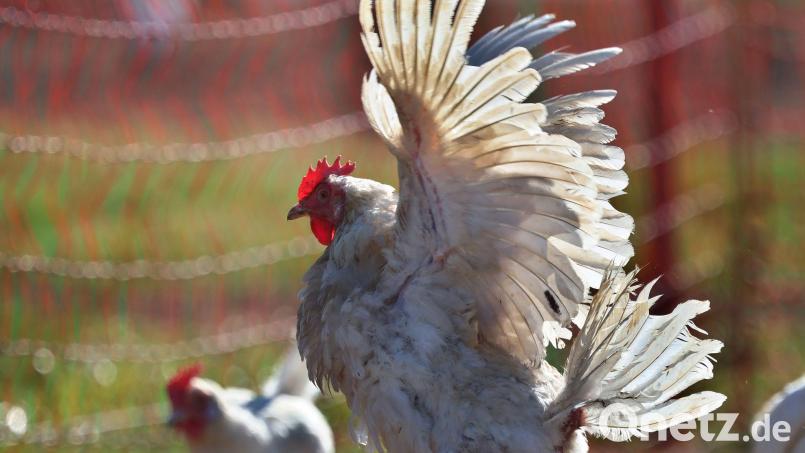 Im Freistaat ist die Zahl der Hühnerhaltungen gestiegen. (Archivbild) Bild: Karl-Josef Hildenbrand/dpa