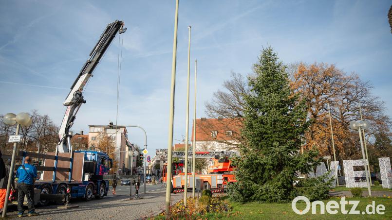 Am Donnerstag wurde die sieben Meter hohe Tanne transportiert und aufgestellt. Bild: Noah Wegmüller-Kocher