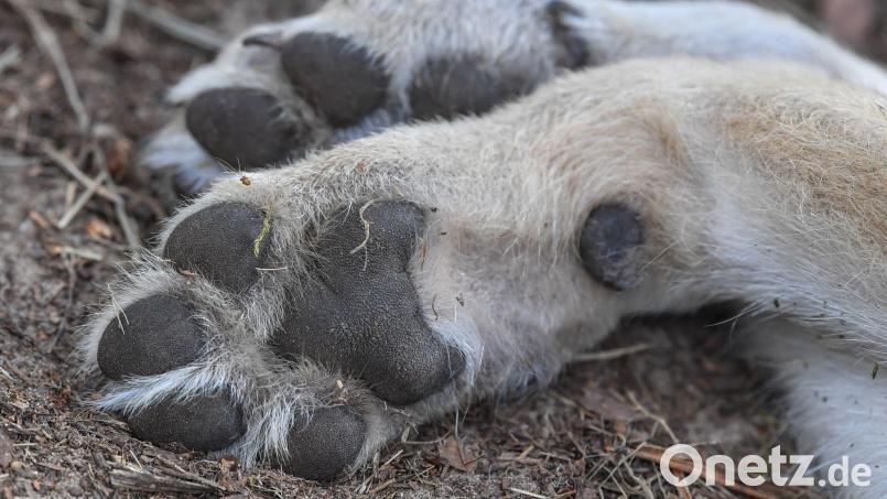 Der tote Wolf war Ende Oktober von Wanderern in Lam nahe der Grenze zu Tschechien gefunden worden. Symbolbild: Patrick Pleul/dpa