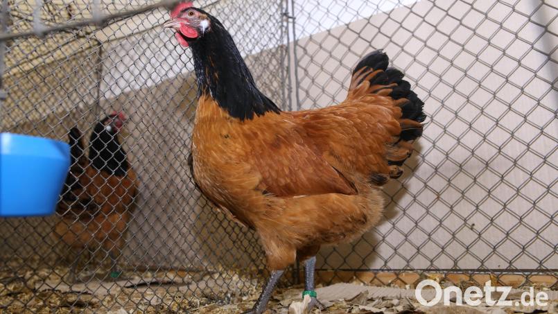 Rund 300 Tiere gibt es bei der Rassegeflügelschau am 15. und 16. November in Speinshart/Tremmersdorf zu sehen. Im Bild ein Vorwerkhuhn, eine Haushuhnrasse, die es seit über 120 Jahren gibt. Archivbild: egl