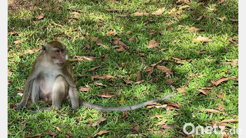 Thailändische Behörden haben Dutzende Affen befreit. (Archivbild) Bild: Carola Frentzen/dpa