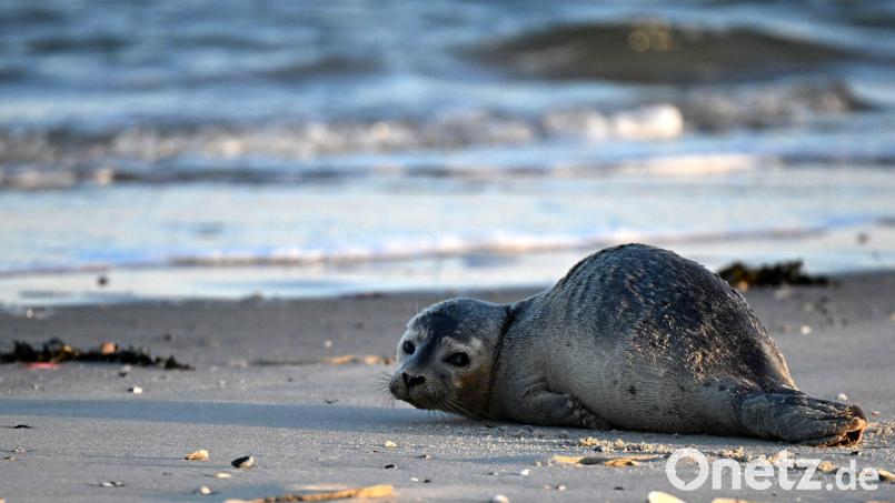 Seehunde zählen zu den größten Meeresraubtieren im Wattenmeer. (Archivbild) Bild: Federico Gambarini/dpa