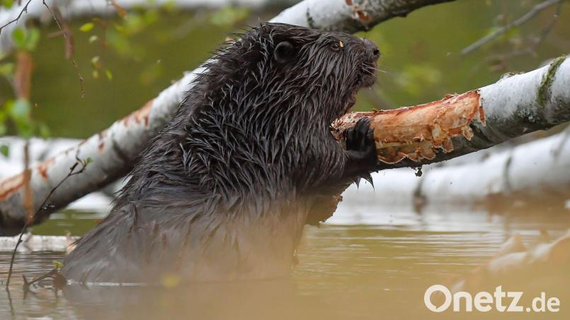 Die Polizei ermittelt wegen diverser Verstöße. (Symbolbild) Bild: Patrick Pleul/dpa-Zentralbild/dpa