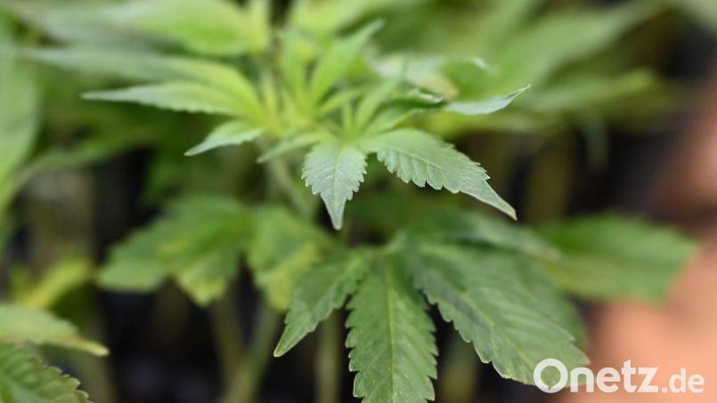 Die Ermittler entdeckten Marihuana. (Symbolbild) Bild: Michael Brandt/dpa