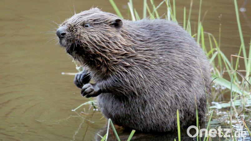 Ein Auto erfasste bei Ensdorf einen Biber. Das Tier starb bei der Kollision. Symbolbild: Felix Heyder/dpa