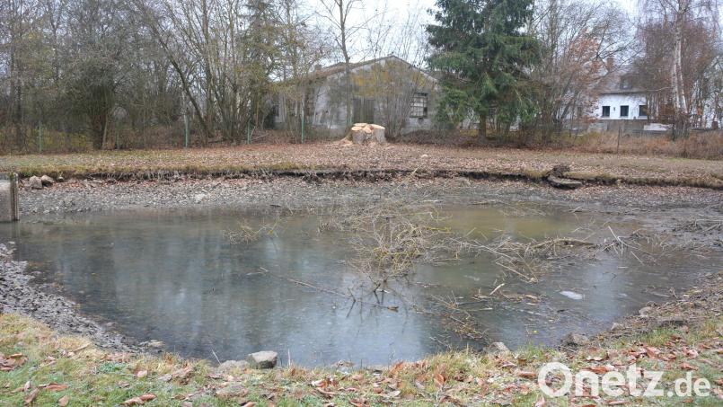 Der Gänsteich in der Gesteinerstraße wurde geleert und wird entlandet. Im Hintergrund wurden mächtige Pappeln gefällt, weil laut Bürgermeister Max Bindl die Verkehrssicherheit gefährdet war. Bild: jr
