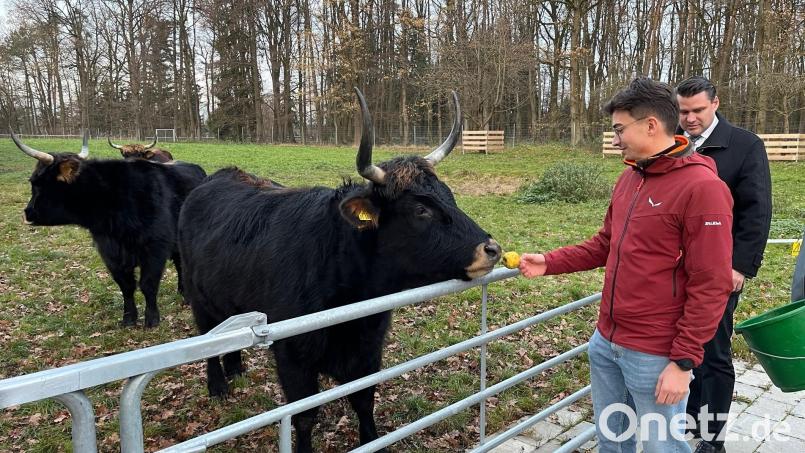 Die Äpfel schmecken, egal wer sie reicht. Hier ist es der Höllohe-Geschäftsführer Lukas Reichl. Auch bei Landrat Thomas Ebeling haben die Auerochsen fleißig Äpfel vertilgt. Bild: ihl