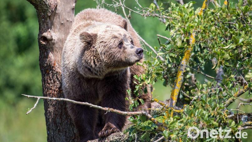 Ein Braunbär im oberbayerischen Wildpark Poing. Immer wieder gibt es Berichte über Sichtungen in freier Wildbahn. (Symbolbild) Bild: Lino Mirgeler/dpa