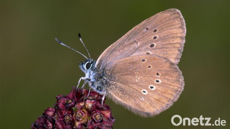 Der Dunkle Wiesenknopf-Ameisenbläuling ist der „Schmetterling des Jahres“ 2026 . Bild: Tim Laussmann/BUND/dpa