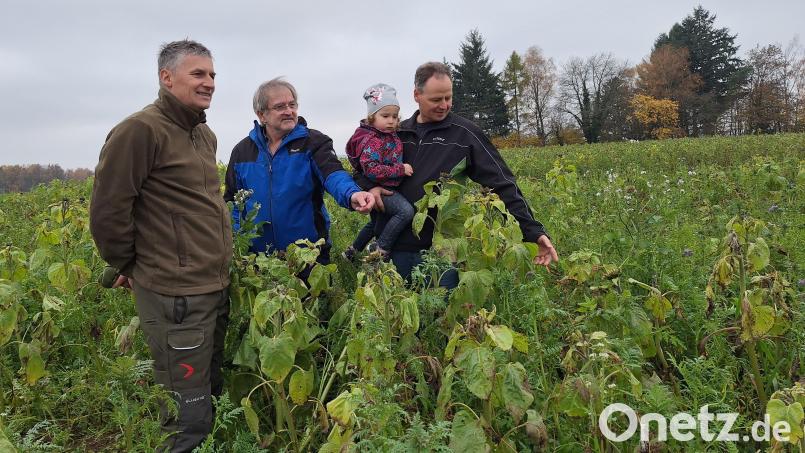 Martin Gottsche (Revierförster und Jagdpächter), Wolfgang Keck (Abteilungsleiter des AELF Förderbereichs) und Christian Pschierer mit Tochter (Landwirt) begutachten den staatlich geförderten Bestand der Zwischenfrucht mit sogenannten „Wildtiergerechte Saaten zur Winterbegrünung“. Foto: Martha Hörsch