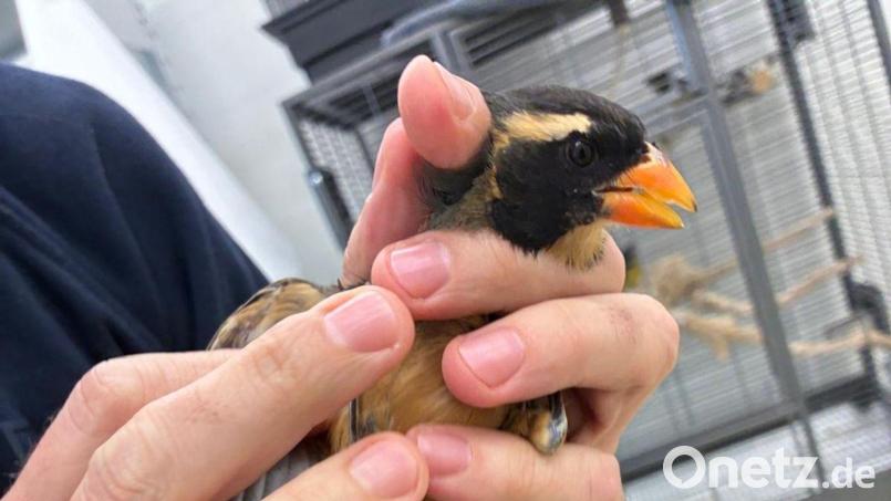 Insgesamt wurden sieben Singvögel im Gepäck der Reisenden entdeckt. Bild: -/Bayerische Kontrollbehörde für Lebensmittelsicherheit und Veterinärwesen/dpa