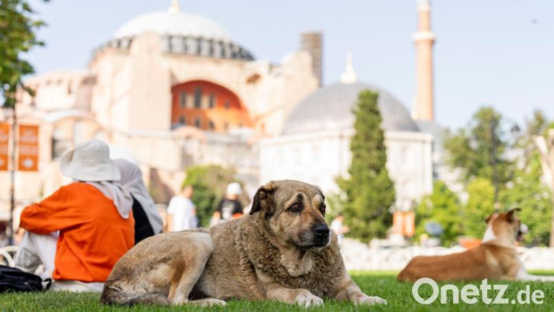 Straßenhunde in Istanbul sollen künftig nicht mehr gefüttert werden dürfen. (Archivbild) Bild: Francisco Seco/AP/dpa