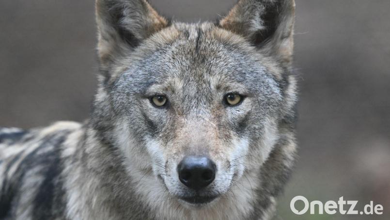 Weil ein Wolf erschossen ist, setzt der LBV nun eine Belohnung für Hinweise aus. Symbolbild: Arne Dedert/dpa
