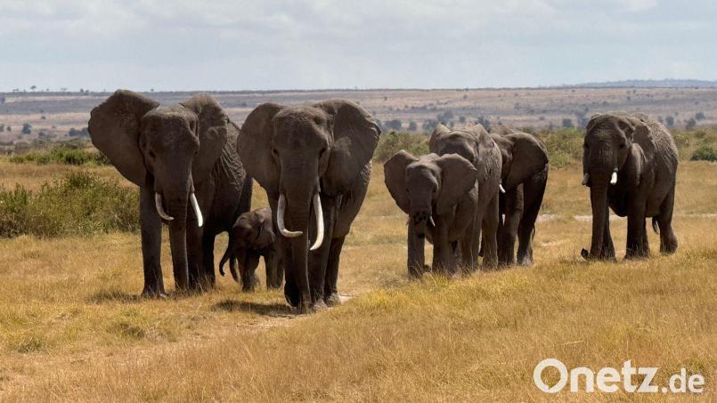 In der usbekischen Großstadt Samarkand hat die Artenschutzkonferenz begonnen. (Symbolbild) Bild: Eva Krafczyk/dpa