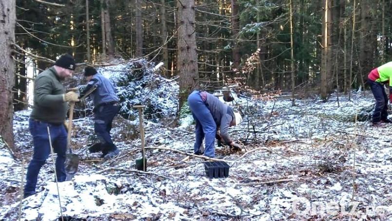 Im Rahmen der Waldbegehung und Pflanzung waren die Gemeinderäte auch körperlich gefordert. Bild: no