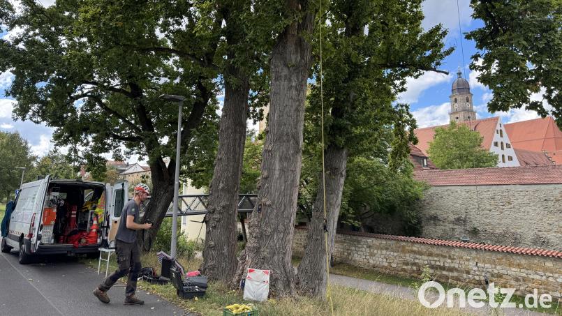 Die große Pappel (Bildmitte) wird zuerst gründlich untersucht, vermessen und mit Sensoren bestückt. Danach bekommt sie ein Stahlseil umgelegt, an dem jenseits des Stadtgrabens, im Hof des Amtsgerichts (rechts hinter der Mauer), ein Traktor zieht - das ist der Zugtest. Bild: Heike Unger