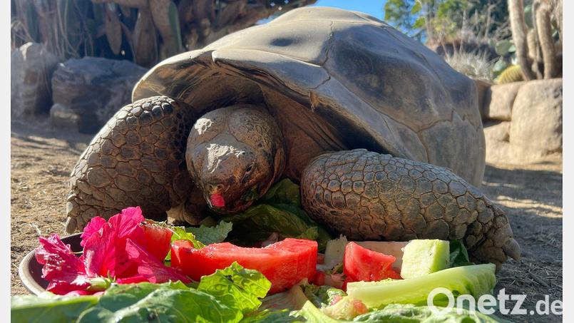 Gramma wurde sehr alt. Bild: San Diego Zoo Wildlife Alliance/AP/dpa