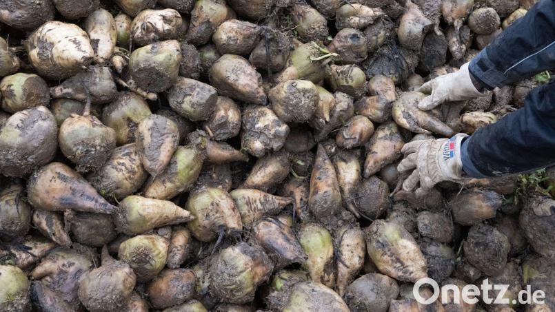 In Bayern sind die Zuckerrübenfelder für diese Saison vielerorts bereits abgeerntet. (Archivbild) Bild: Marijan Murat/dpa