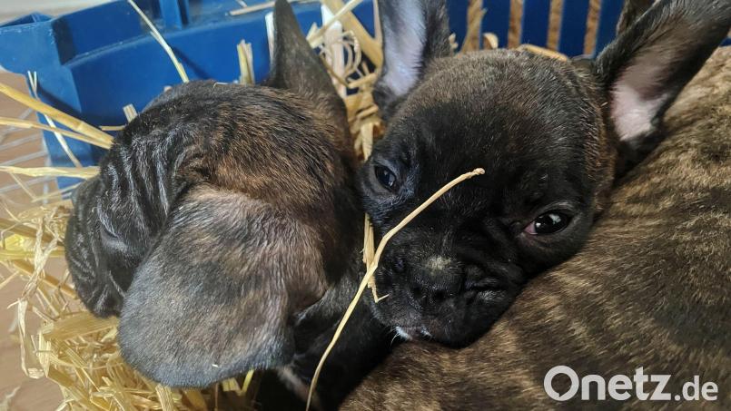 Die EU will strenger gegen illegalen Tierhandel vorgehen. (Symbolbild) Bild: Paul Zinken/dpa