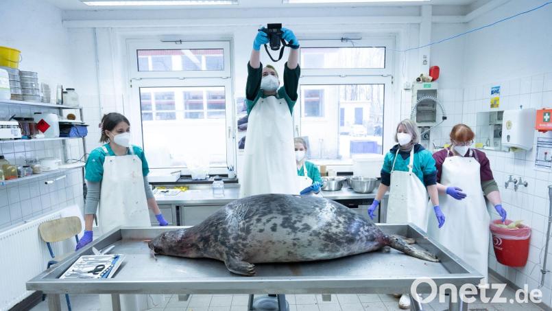Das Robbensterben im vergangenen Herbst gibt weiter Rätsel auf. (Archivbild) Bild: Stefan Sauer/dpa