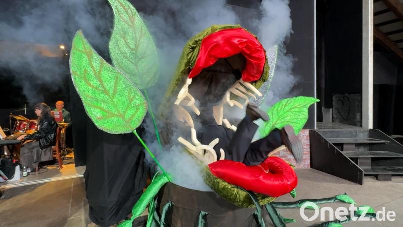 Star auf der Buchbergbühne ist heuer "Audrey II", die fleischfressende Pflanze: Das Monster Marke Eigenbau kann dank ausgefeilter Technik sprechen und sogar fressen. Bild: Heike Unger