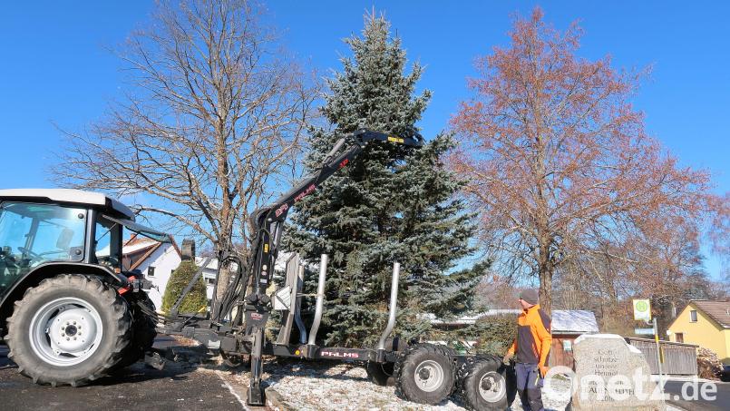 Den Christbaum in Frauenreuth haben Mitglieder des Schützenvereins Frauenreuth bereits am Wochenende auf dem Dorfanger errichtet. Am kommenden Samstag können von Besuchern zugunsten einer Spendenaktion Christbaumkugeln angebracht werden. Bild: bsc