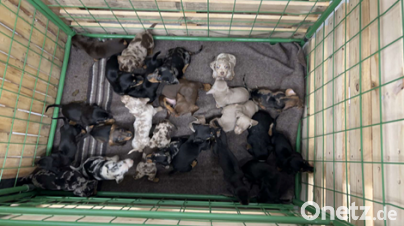 24 Hundewelpen entdeckte die Grenzpolizei Waidhaus bei einer Pkw-Kontrolle auf der A 6. Bild: Grenzpolizeiinspektion Waidhaus
