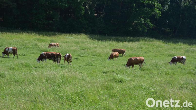 Grasende Rinder: Nahe Bodenwöhr werden weiter drei Tiere gesucht, aus einer umzäunten Weide ausgebrochen sind. Symbolbild: jr