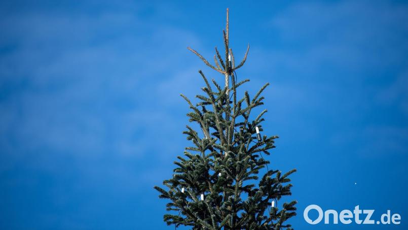 Medienberichten zufolge war der Weihnachtsbaum in Bachhagel 2022 schon einmal umgesägt worden. (Symbolbild) Bild: Melissa Erichsen/dpa