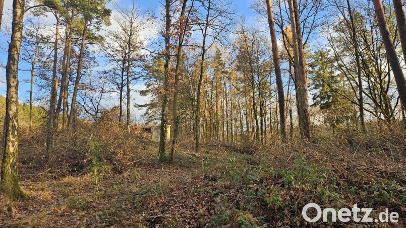 Im Waldstück oberhalb dem Baugebiet &quot;Am Gießhübl&quot; in Luhe wird der neue Hochbehälter für die Trinkwasserversorgung in den nächsten zwei Jahren errichtet. Bild: fz