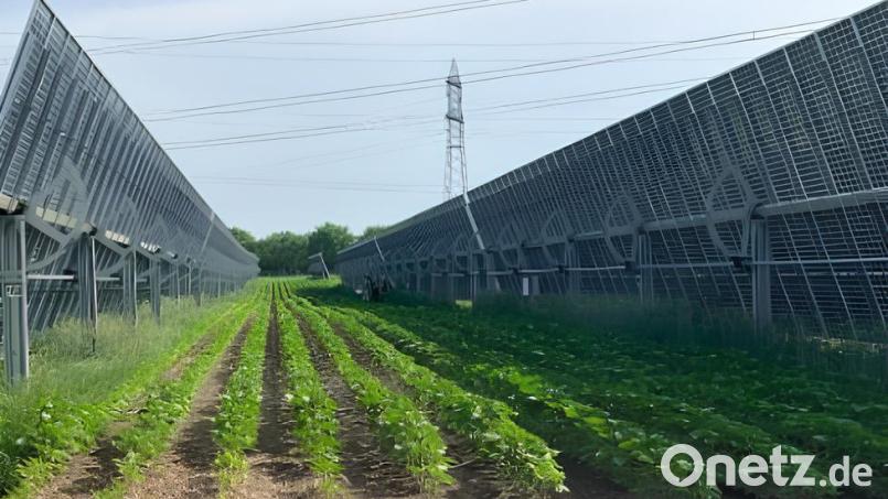 So wird die AgriPV-Anlage in Eschenbach aussehen: Landwirtschafte Anbauflächen zwischen den Panelreihen. Bild: BRP