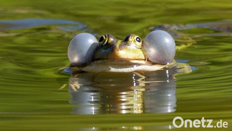 Einige Wasserfroscharten könnten künftig besser geschützt werden. (Illustration) Bild: Soeren Stache/dpa-Zentralbild/ZB
